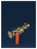 The Witch Penny Royal Mentha sp. by Ann Shelton contemporary artwork photography