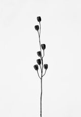 Lilium martagon Turkenbund by Peter Mathis contemporary artwork photography print