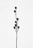 Lilium martagon Turkenbund by Peter Mathis contemporary artwork Photography