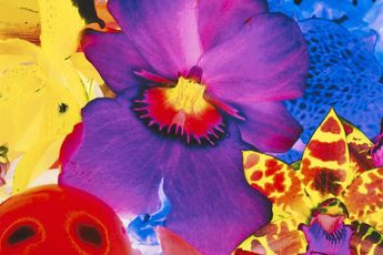 Marc Quinn contemporary artist