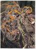 Flute Song by Adam Lee contemporary artwork Painting