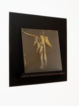 Scopolamine from Brugmansia by Joyce Campbell contemporary artwork photography