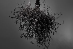 Petah Coyne
