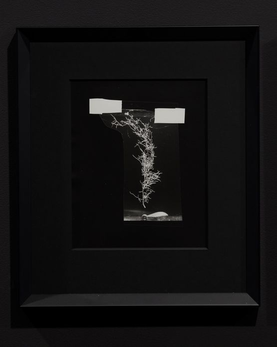 Root System 3 Process Study by Joyce Campbell contemporary artwork Photography