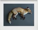 Rotfuchs Vulpes vulpes Leibniz IZW Berlin by Thomas Struth contemporary artwork Print