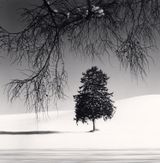 Norway Spruce Tree Hokkaido Japan by Michael Kenna contemporary artwork photography