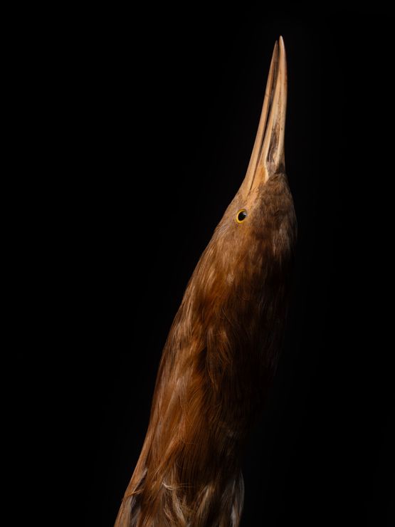 Bittern South Canterbury Museum by Fiona Pardington contemporary artwork Photography