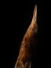 Bittern South Canterbury Museum by Fiona Pardington contemporary artwork Photography