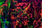 Jacqueline Humphries contemporary artist