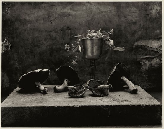 Still Life with Chalice and Horse Mushrooms in My Garden Shed by Don Mccullin contemporary artwork Photography