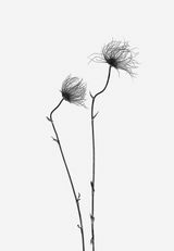 Pulsatilla vulgaris Gemeine Kuchenschelle by Peter Mathis contemporary artwork print