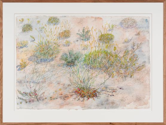 Tracks at Watikinpirri - mulgaras and honeyeaters pollinate the upside-down plants by John Wolseley contemporary artwork Works on Paper