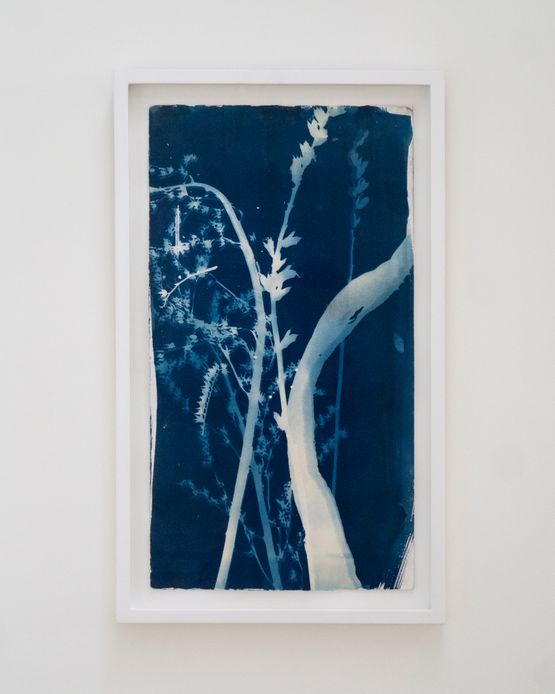 Cyanotype 2 by Perla Krauze contemporary artwork Photography