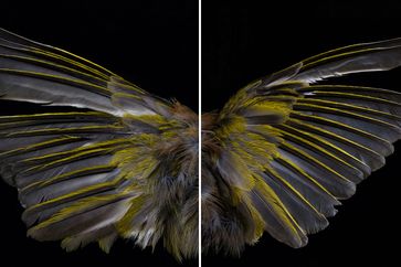 Fiona Pardington contemporary artist