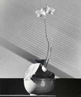 Orchid by Robert Mapplethorpe contemporary artwork photography