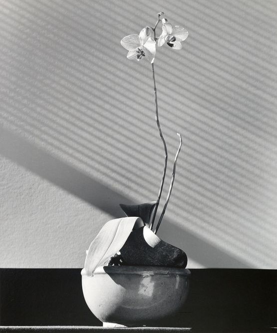 Orchid by Robert Mapplethorpe contemporary artwork Photography