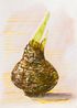 A Botanical Bulb by Fay Ming contemporary artwork Works on Paper
