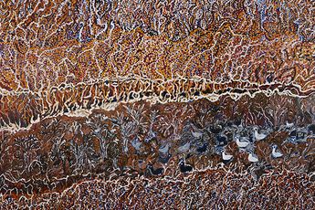 Contemporary art exhibition Mavis Ngallametta New Paintings at Martin Browne Contemporary Sydney Australia