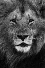 Royal Blood 2 by Michel Zoghzoghi contemporary artwork photography