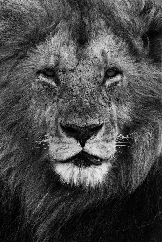 Royal Blood 2 by Michel Zoghzoghi contemporary artwork Photography