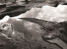 Marine Iguana Galapagos Ecuador by Sebastiao Salgado contemporary artwork Photography