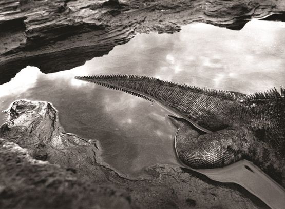 Marine Iguana Galapagos Ecuador by Sebastiao Salgado contemporary artwork Photography