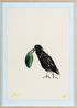 Crow with an avocado peel by Jenny Watson contemporary artwork Painting