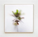 Plants and Shades 1 by Su-Mei Tse contemporary artwork photography