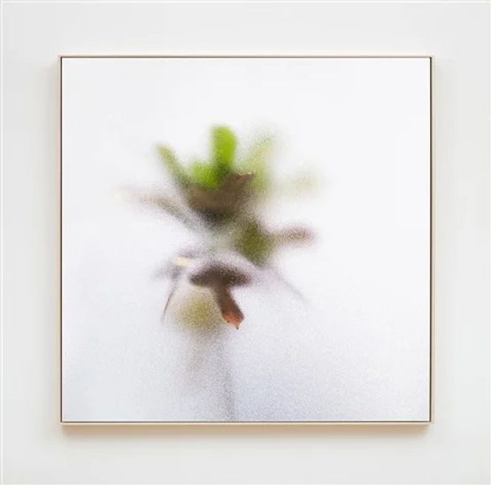Plants and Shades 1 by Su-Mei Tse contemporary artwork Photography