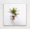 Plants and Shades 1 by Su-Mei Tse contemporary artwork Photography