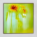 Yellow Withers by Ziad Antar contemporary artwork photography works on paper