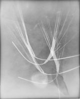 Untitled by The Estate Of Anwar Jalal Shemza contemporary artwork photography