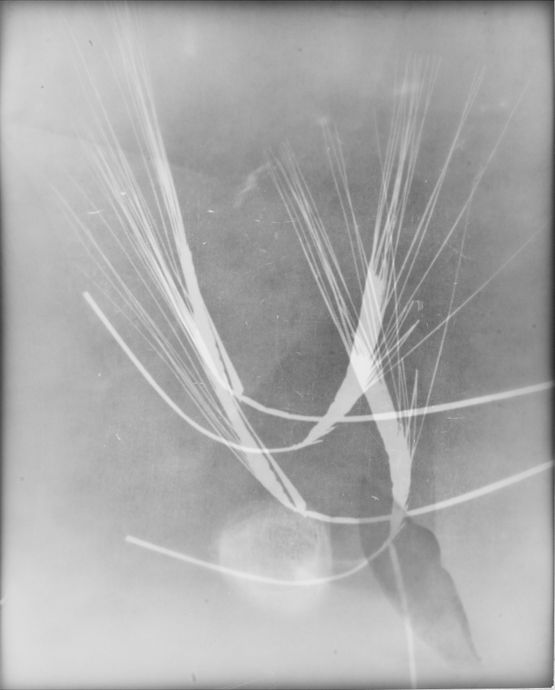 Untitled by The Estate Of Anwar Jalal Shemza contemporary artwork Photography