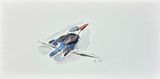 Brown-Hooded Kingfisher by Summer Mei-Ling Lee contemporary artwork works on paper