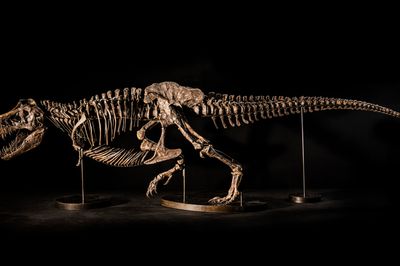 Christies Brings T-Rex Skeleton to Hong Kong Art Auctions