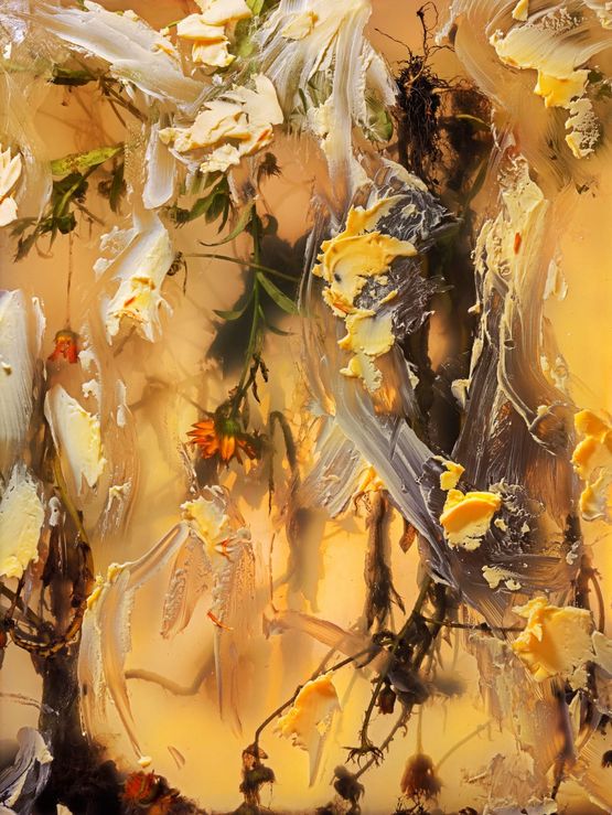 All the hours of the day calendula marigold pot marigold marsh marigold marygold mary and gold mary-budde fleur-de-marie oculus christi fiore dogni mese golde golds ruddes solis sponsa solsequia poor mans saffron by Ann Shelton contemporary artwork Print