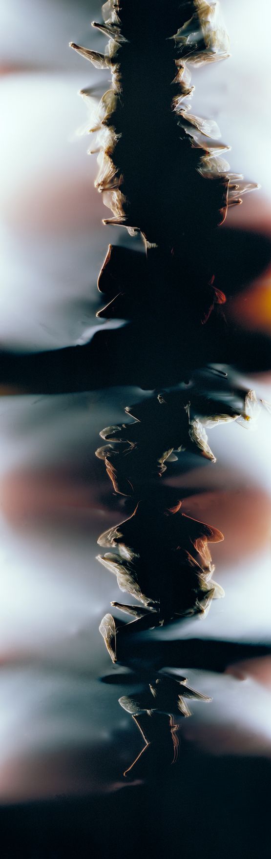 Bruissement 13 by Anne Noble contemporary artwork Photography