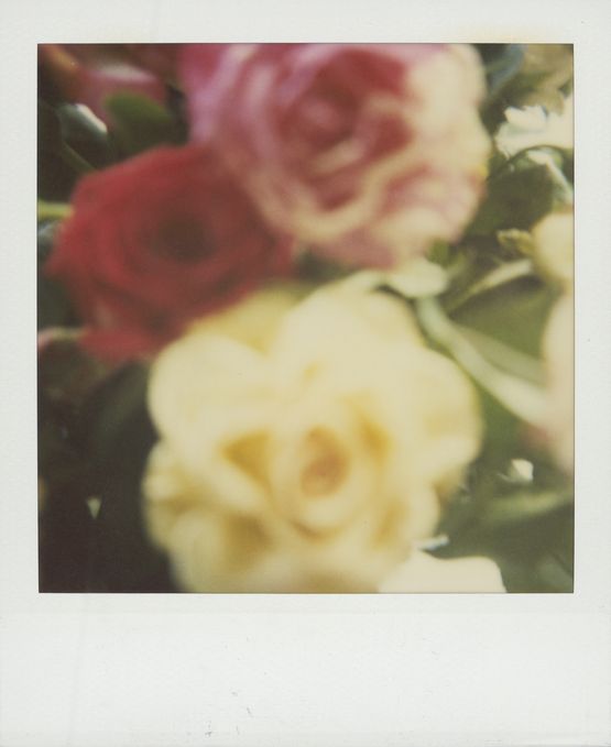 Untitled Roses by Walter Schels contemporary artwork Photography
