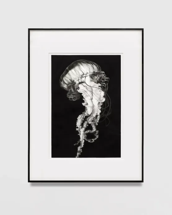 Study of God Jellyfish by Robert Longo contemporary artwork Works on Paper