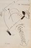 La Bourride by Francis Picabia contemporary artwork Drawing