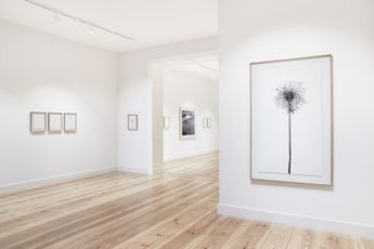 Contemporary art exhibition Peter Mathis Flora Alpina at Galerie Albrecht Berlin Germany