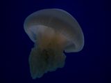 A Hundred Years Jellyfish by Gavin Hipkins contemporary artwork photography
