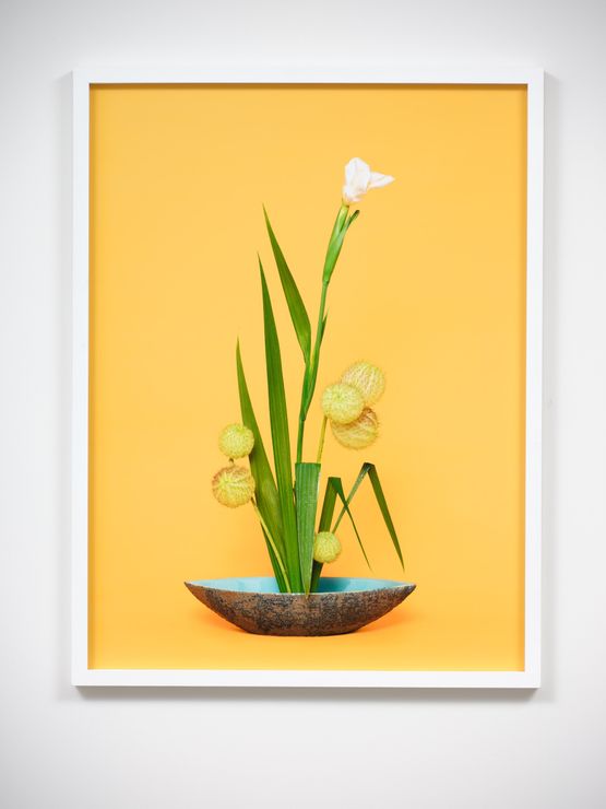 The Super Model Iris Iridaceae sp. by Ann Shelton contemporary artwork Photography