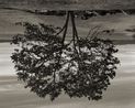 Gary Oak Galiano Island by Rodney Graham contemporary artwork Print