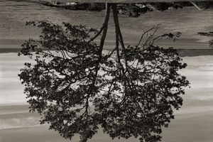 Rodney Graham
