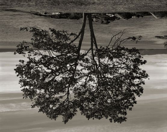 Gary Oak Galiano Island by Rodney Graham contemporary artwork Print