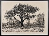 Untitled Tree II by William Kentridge contemporary artwork painting works on paper drawing