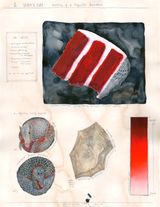 II Grooms Cake Anatomy of a Magnolia Specimen by Bianca Kennedy contemporary artwork drawing
