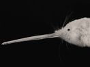 Portrait of Kimiakau Kiwi by Fiona Pardington contemporary artwork Photography
