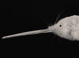 Portrait of Kimiakau Kiwi by Fiona Pardington contemporary artwork photography